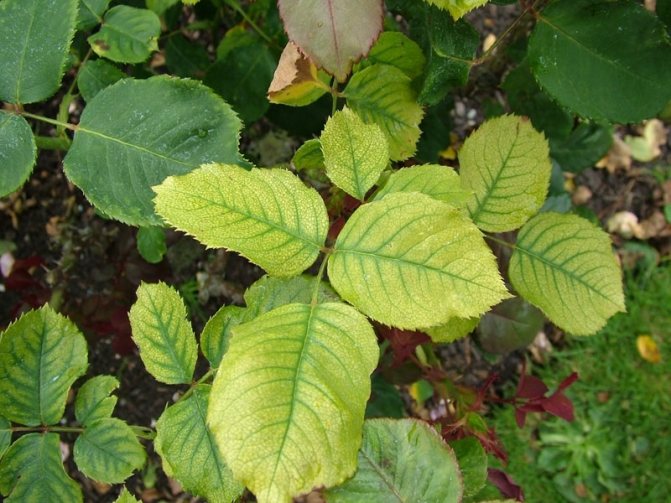 Често краищата на хлоротичните листа падат надолу и изглежда, сякаш са изсъхнали.