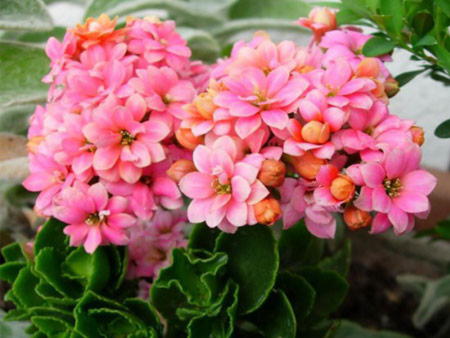 Frequently asked questions about growing flowering Kalanchoe