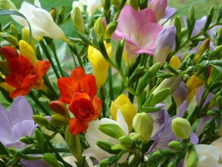 Freesia growing frequently asked questions