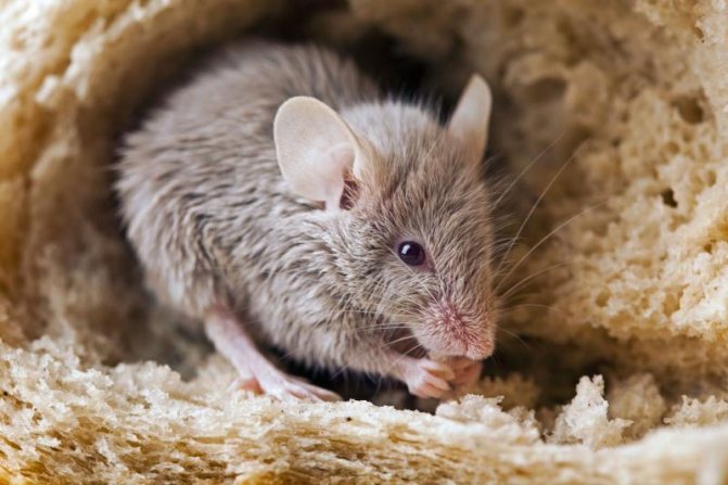 Coho se krysy bojí: co se jim líbí, co voní, děsí myši, lék, rostliny, byliny