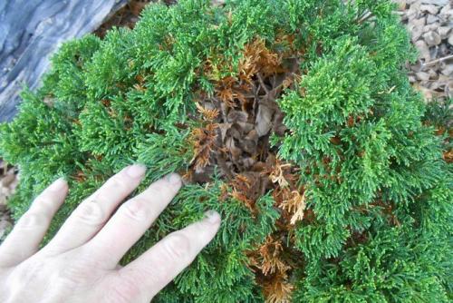 Thuja covers. How to properly prepare thuja for winter?