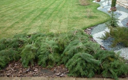 Thuja covers. How to properly prepare thuja for winter?