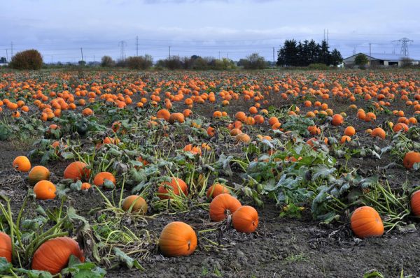 The closer your garden is to the north, the faster your pumpkins should ripen.