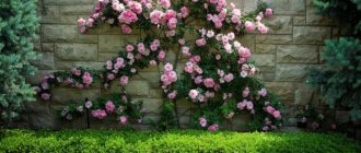 Why are shrub roses good