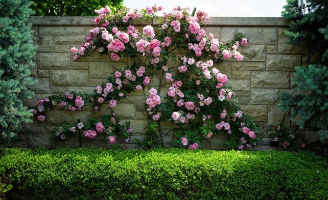 What are good shrub roses