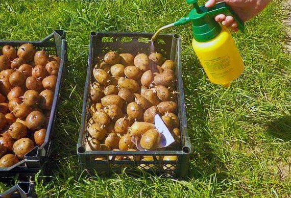 Как и как да се обработват картофените клубени преди засаждането