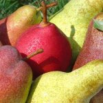 Vad och hur man befruktar ett päron på hösten