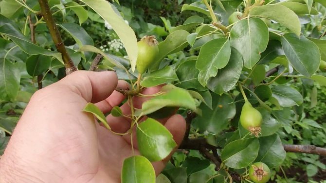 Vad och hur man befruktar ett päron på hösten