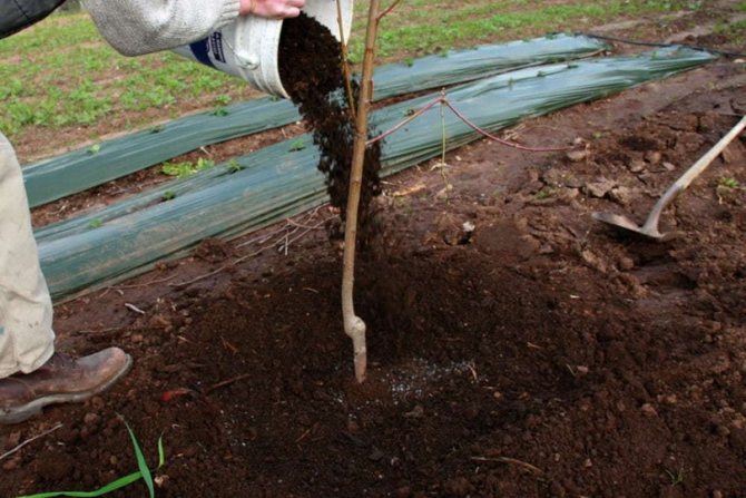 Ce și cum să fertilizați o pere în toamnă