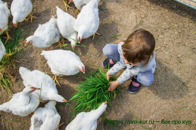 Hur man matar slaktkycklingar hemma för snabb tillväxt?