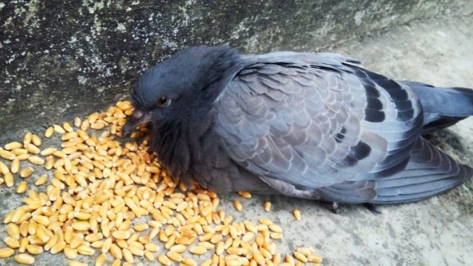 Как да храним гълъби през зимата на улицата-2