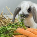 كيفية إطعام الأرنب بعد الولادة