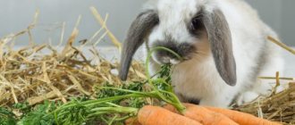 Как да храним заек след раждането
