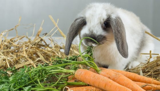Как да храним заек след раждането