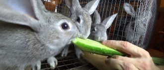 كيفية إطعام الأرانب في الشتاء والصيف