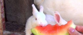Как да храним зайци през зимата и лятото