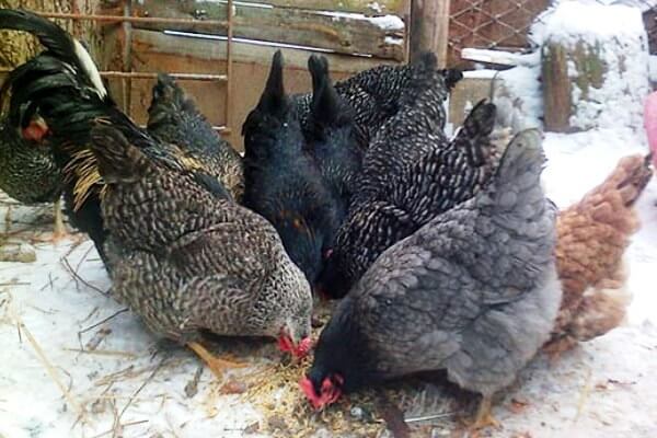 Как да храним пилета през зимата