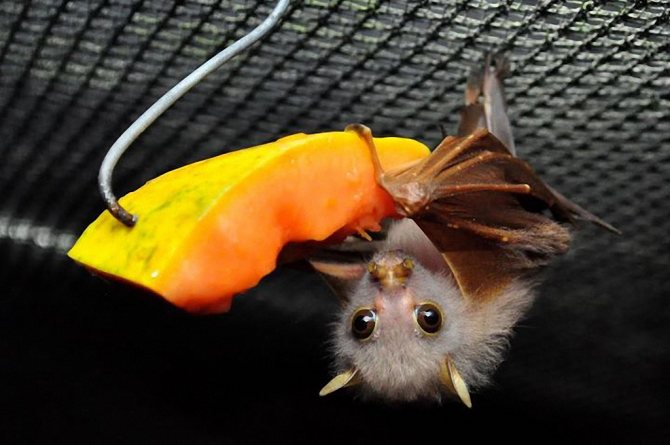 How to feed a bat at home