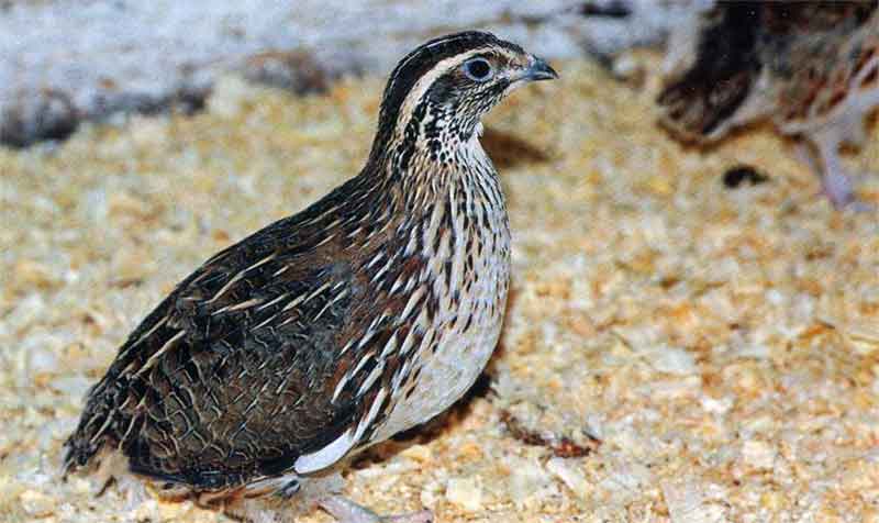 how to feed quail at home-4