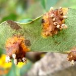 How to treat rust on a pear - what kind of disease it is, its main signs and causes, rust-resistant varieties
