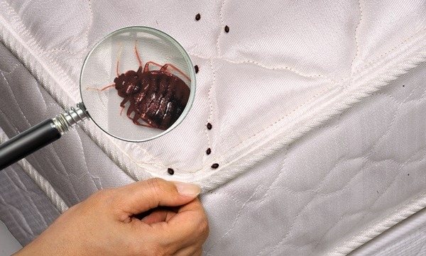 How to treat bedbug bites on the human body?
