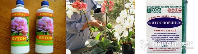 Как можете да поливате орхидея