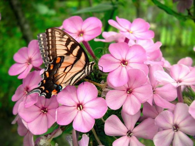 How are phlox treated for diseases?
