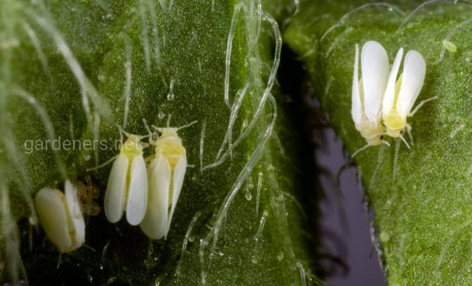 How to treat whitefly strawberries in autumn