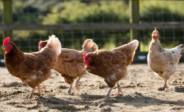 Cara merawat kandang ayam dari cacing