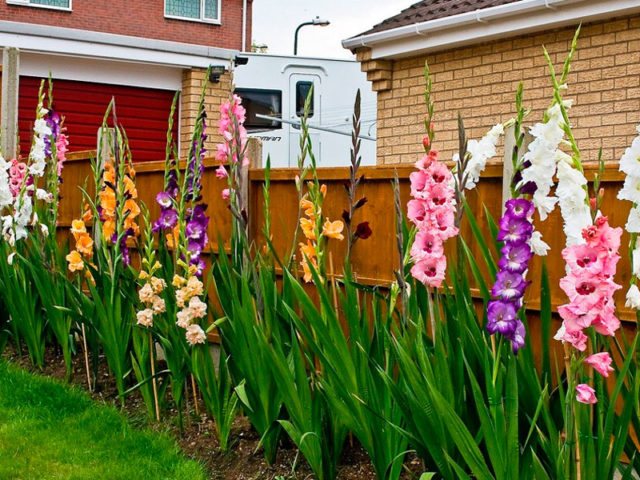 Hur man bearbetar gladioluslökar före plantering: en lantlig spjälsäng