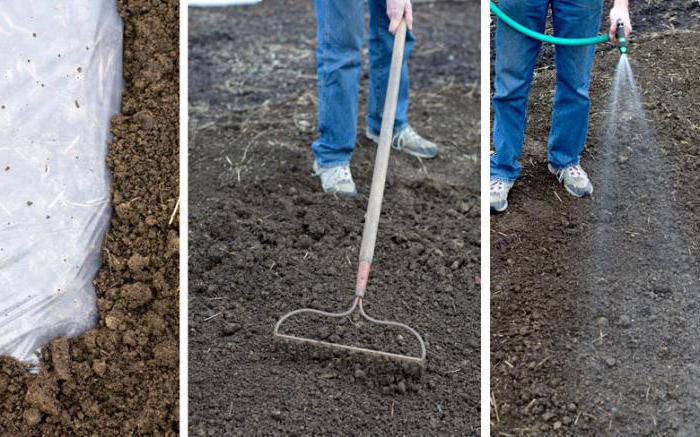 How to treat the soil from late blight in the fall