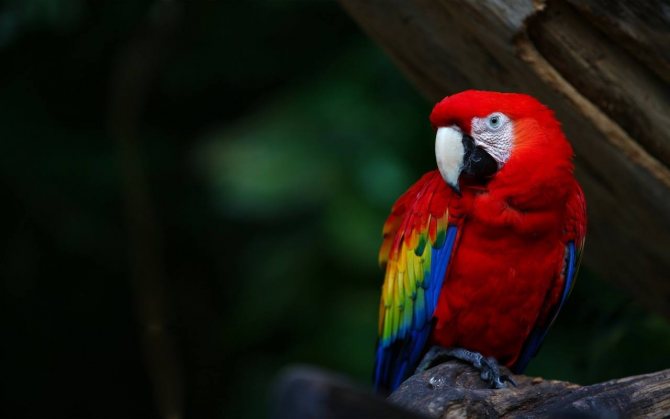 How to treat a parrot from fleas