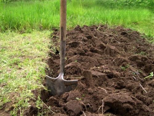 How to cultivate the land before planting from pests. Agrotechnical method