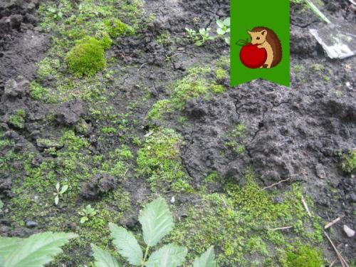 What is the danger of moss on the site. Why is the soil covered with moss and what to do about it