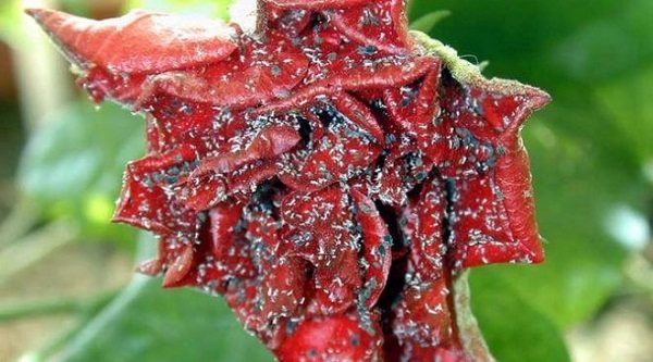 Why are aphids on roses dangerous?
