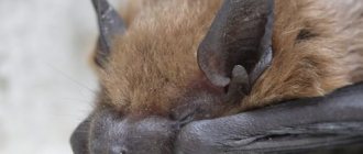 لماذا تعتبر الخفافيش خطرة على البشر