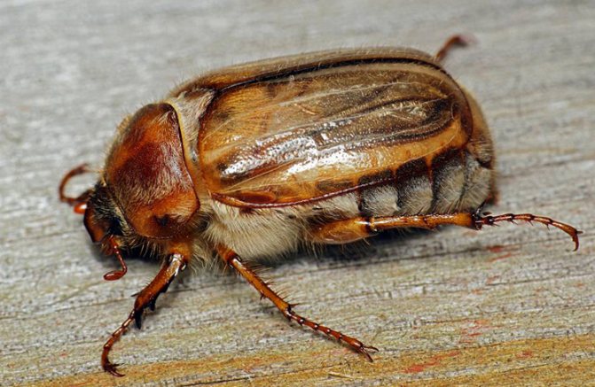 What is the difference between May beetle and June beetle