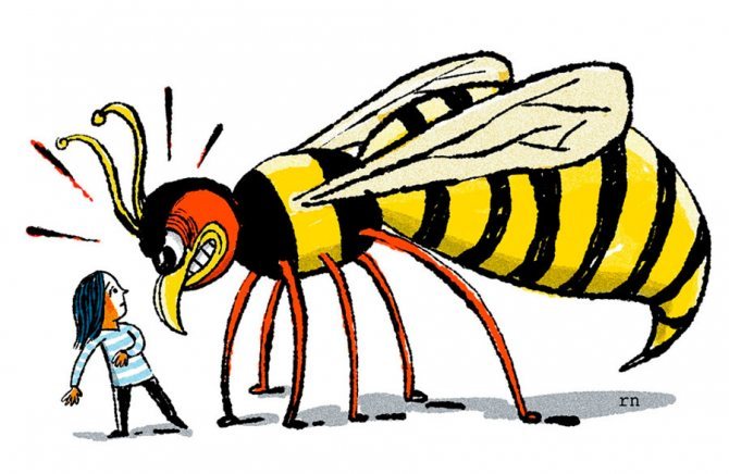 Care este diferența dintre o viespe și o albină, anatomie și trăsături