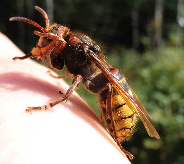 Ano ang pagkakaiba sa pagitan ng isang wasp at isang bee, anatomy at mga tampok