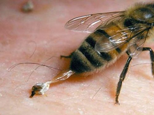 Каква е разликата между оса и пчела, анатомия и характеристики