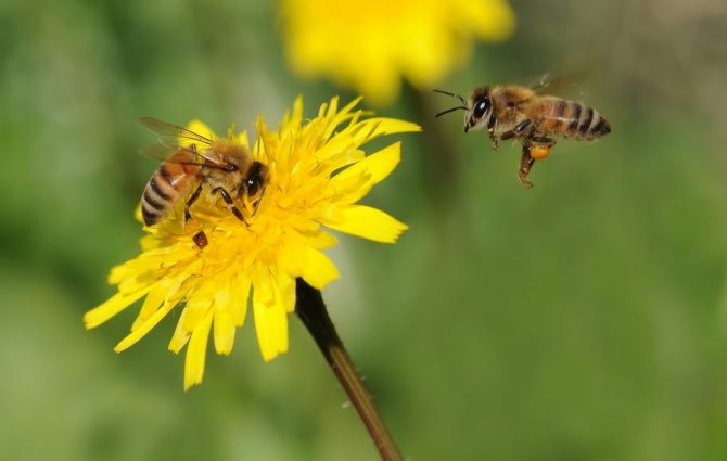 ما هو الفرق بين الدبور والنحلة والتشريح والميزات