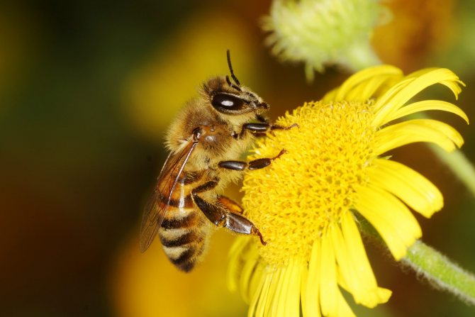 Vad är skillnaden mellan en geting och ett bi och en humla