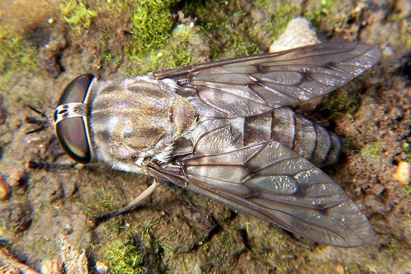 Каква е разликата между gadfly. Каква е разликата между конска муха и гадфлай, или е същите инфекции от насекоми, пренасяни от конски мухи