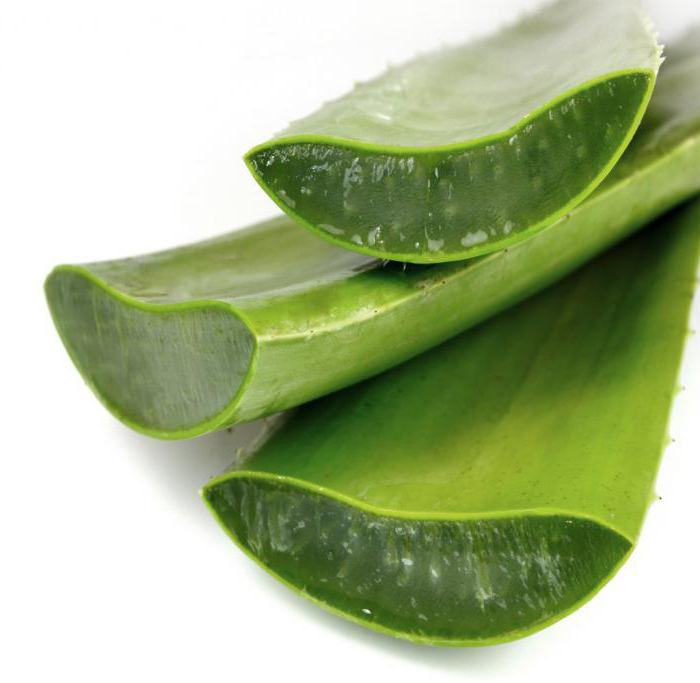 How agave and aloe vera differ