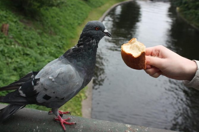 ماذا يأكل pigeon-4