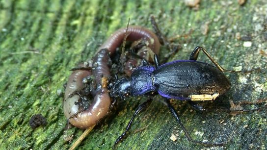 what does the Caucasian ground beetle eat