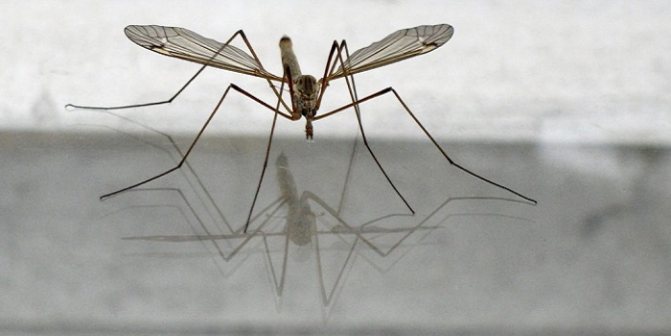 Какво ядат големите комари