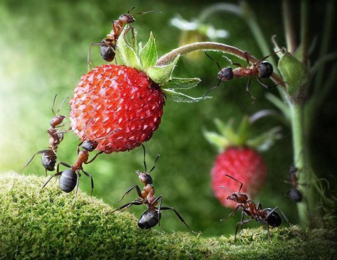 ما يأكله النمل في الطبيعة وفي المنزل