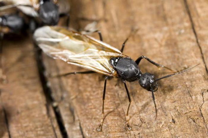 vad myror äter i naturen