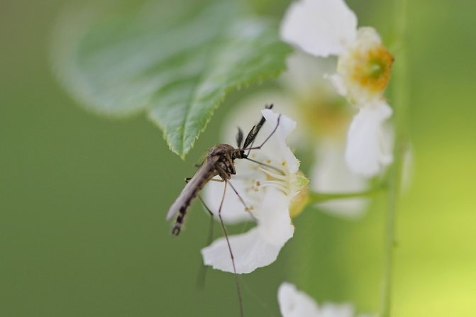 Какво ядат мъжките комари3.jpg